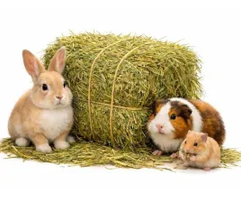 siano-naturalne-lakowe-4kg-karma-dla-gryzoni-krolika-chomika-swieze-2025