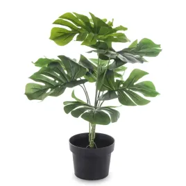 roslina-dekoracyjna-kwiat-monstera-czarna-doniczka