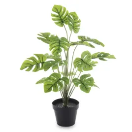 roslina-dekoracyjna-kwiat-monstera-czarna-doniczka
