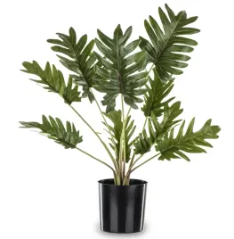 roslina-dekoracyjna-kwiat-monstera-czarna-doniczka