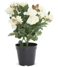 roslina-dekoracyjna-rozyczki-roze-w-doniczce