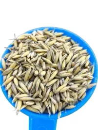 owies-ziarno-pasza-karma-drob-konie-trzoda-1kg
