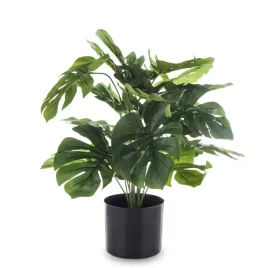 roslina-dekoracyjna-kwiat-monstera-czarna-doniczka