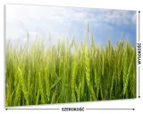 hartowany-panel-do-kuchni-80x60-gratis-stan-nowy