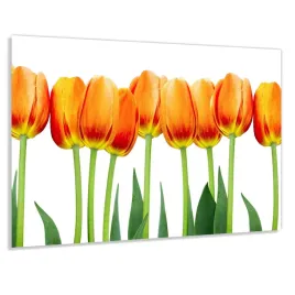 szklo-hart-100x50-pomaranczowe-tulipany-klej