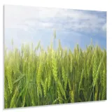 hartowany-panel-kuchenny-60x50cm-gratis