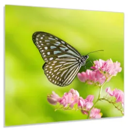 panel-szklany-hartowany-60x60-motyl-i-kwiat-klej