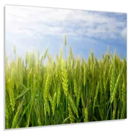 panel-szklany-hartowany-60x50-pole-pszenicy-klej
