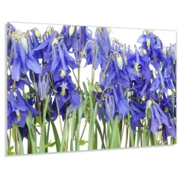 panel-szklany-hartowany-100x50-fioletowy-hiacynt
