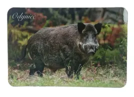 mysliwski-magnes-na-lodowke-odyniec