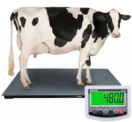 waga-inwentarzowa-15x2m-do-5-ton-do-bydla-do-swin-do-krow-do-zwierzat