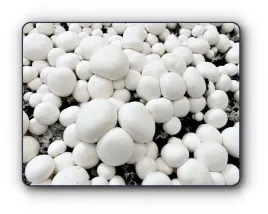 3-faza-grzybnia-pieczarki-zestaw-xl-gratis-6w1