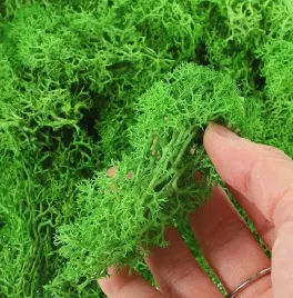 mech-chrobotek-reniferowy-trawiasty-zielony-dekoracyjny-naturalny-zywy-250g