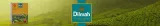 herbata-dilmah-ceylon-gold-100-torebek-stan-opakowania-oryginalne