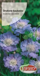 nasiona-driakiew-kaukaska-niebieska-05g-torseed