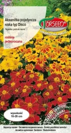 nasiona-aksamitka-pojed-niska-disco-mieszanka-1g-torseed