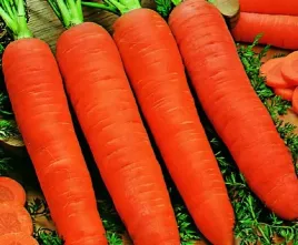 marchew-flakkese-2-flacoro-tor-500g-torseed-nasiona