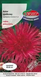 nasiona-aster-wysoki-igielkowy-wisniowoamarantowy-torseed