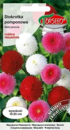 nasiona-stokrotka-pomponowa-mieszanka-01g-torseed