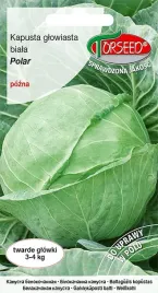 nasiona-kapusta-glowiasta-biala-polar-2g-torseed