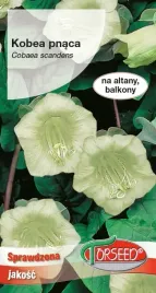 nasiona-kobea-pnaca-biala-08g-torseed