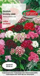 nasiona-gozdzik-brodaty-niski-mieszanka-05g-torseed