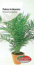 nasiona-palma-krolewska-phoenix-torseed