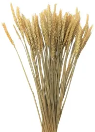 naturalna-pszenica-suszona-zboze-natura-klosy-palma-40x-na-dozynki-korone