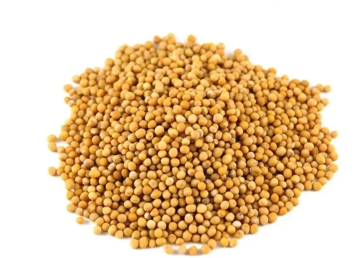 gorczyca-biala-owoc-500g-ziarno-rodzaj-gorczyca