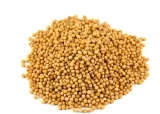 gorczyca-biala-owoc-500g-ziarno-rodzaj-gorczyca