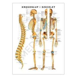tablica-anatomiczna-plansza-kregoslup-i-szkielet