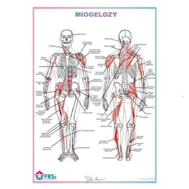 tablica-anatomiczna-plakat-miogelozy-duzy-70x100cm
