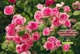 nawoz-do-roz-5-kg-shugo-rodzaj-inny