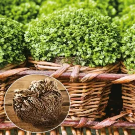 selaginella-roza-jerychonska-1-szt-sadzonka-roze