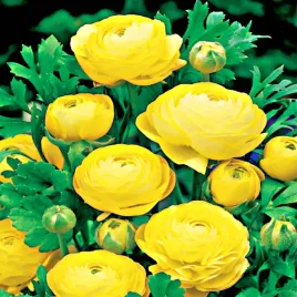 ranunculus-jaskier-yellow-zolty-5-szt-jaskry-sadzonka-sadzonki-bulwy