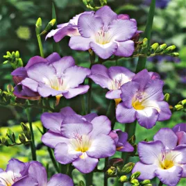 frezja-pojedyncza-blue-niebieska-10-szt-frezje-cebulki-frezji-pachnaca