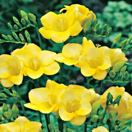 frezja-pojedyncza-yellow-zolta-10-szt-frezje-cebulki-frezji-pachnaca-cebule