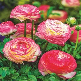 ranunculus-jaskier-picotee-rose-5-szt-jaskry-sadzonka-sadzonki-bulwy