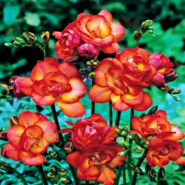 frezja-pelna-red-czerwona-10-szt-frezje-cebulki-frezji-pachnaca-cebule