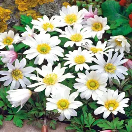 anemon-grecki-zawilec-white-splendour-10-szt-zawilce-anemony-cebulki