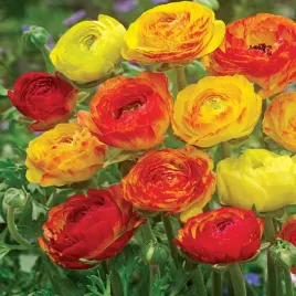 ranunculus-jaskier-aviv-picotee-orange-5-szt-jaskry-sadzonka-sadzonki-bulwy
