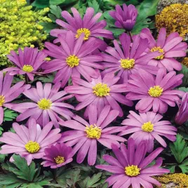 anemon-grecki-zawilec-violet-star-10-szt-zawilce-anemony-cebulki