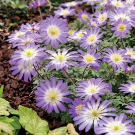 anemon-grecki-zawilec-charmer-10-szt-zawilce-anemony-cebulki