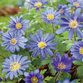 anemon-grecki-zawilec-blanda-blue-shades-10-szt-zawilce-anemony-cebulki