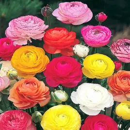 ranunculus-jaskier-mix-15-szt-jaskry-sadzonka-sadzonki-bulwy