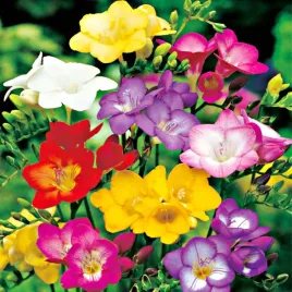 frezja-pojedyncza-mix-10-szt-frezje-cebulki-frezji-pachnaca-cebule