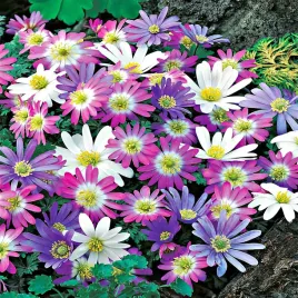 anemon-blanda-zawilec-grecki-mix-10-szt-zawilce-anemony-cebulki
