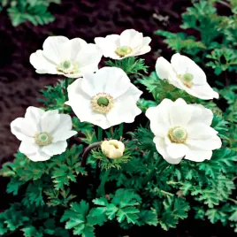 anemon-zawilec-pojedynczy-bride-10-szt-zawilce-anemony-cebulki