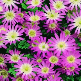 anemon-grecki-zawilec-pink-star-10-szt-anemony-zawilece-cebulki-cebule