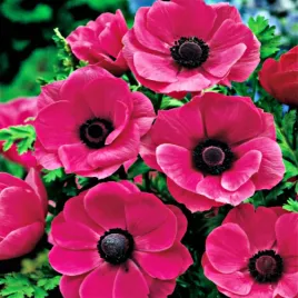 anemon-zawilec-pojedynczy-sylphide-10-szt-zawilce-anemony-cebulki